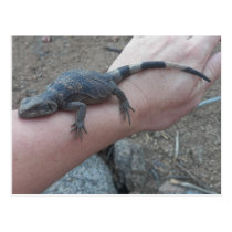 Young Congress Common Chuckwalla Postcard