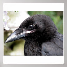 Young Crow Posters