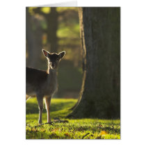 Young Deer Card