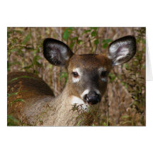 Young Deer Dia del Padre Cards