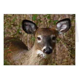 Young Deer Fathers Day Card