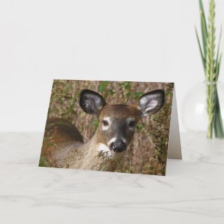 Young deer Father's Day
