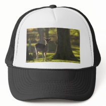 Young Deer Hat