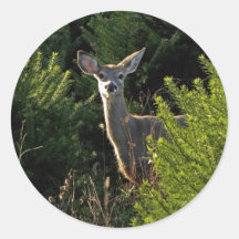 Young Deer in Pine Trees Stickers