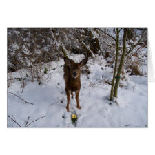 Young Deer In Winter card