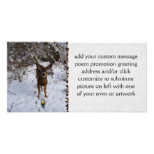 Young Deer In Winter Custom Photo Card