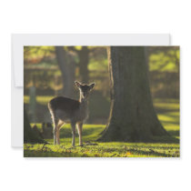 Young Deer Invitation