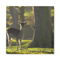 Young Deer Magnet