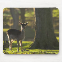 Young Deer Mousepad