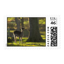 Young Deer Postage