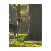 Young Deer Postcard