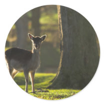Young Deer Stickers