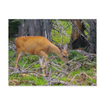 Young doe feeding postcard by tompurse Young doe feeding postcard