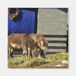 Young Donkeys Refrigerator Magnet