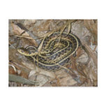 Young Eastern Garter Snake Coordinating Items Postcard