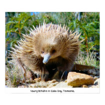 Young Echidna - Poster - Tasmania Australia posters