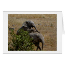 Young Elephants Horsing Around cards