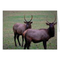 Young Elk Card (Blank) cards