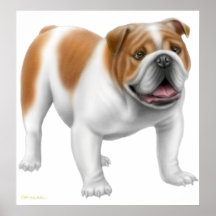 Young English Bulldog Print