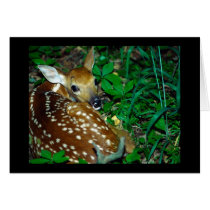 Young Fawn Greeting Card
