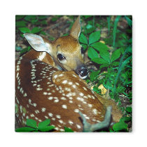 Young Fawn Refrigerator Magnets