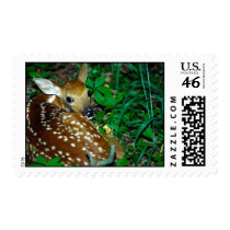 Young Fawn Postage Stamp