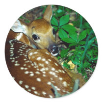 Young Fawn Stickers