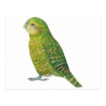 Young Female Kakapo Postcards