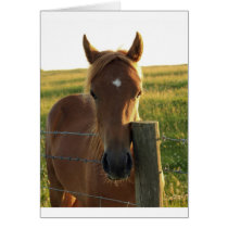 Young Foal in the Sun cards