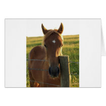 Young Foal in the Sun cards