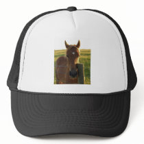 Young Foal in the Sun Hats