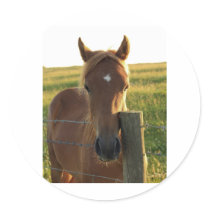 Young Foal in the Sun Sticker