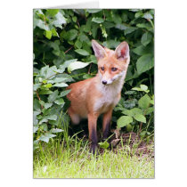 Young Fox 1 Greeting Card