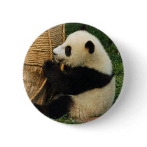 Young giant panda buttons