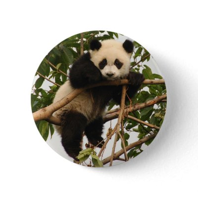 Young giant panda Button by Thorninger