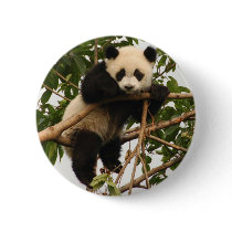 Young giant panda buttons
