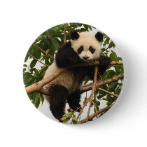Young giant panda buttons