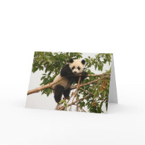 Young giant panda. cards