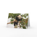 Young giant panda. cards