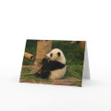 Young giant panda. Chengdu, China. cards by Thorninger Young giant panda. Chengdu, China. cards
