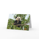 Young giant panda - greeting card