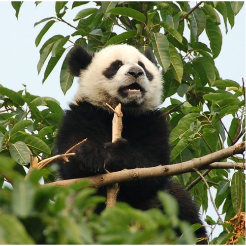 Giant Panda: Retrieved http://rlv.zcache.com/young_giant_panda_key_chain_keychain-d1460689381896681808phu_500.jpg