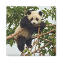 Young giant panda magnet
