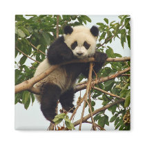 Young giant panda magnet