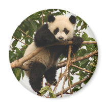 young giant panda magnets
