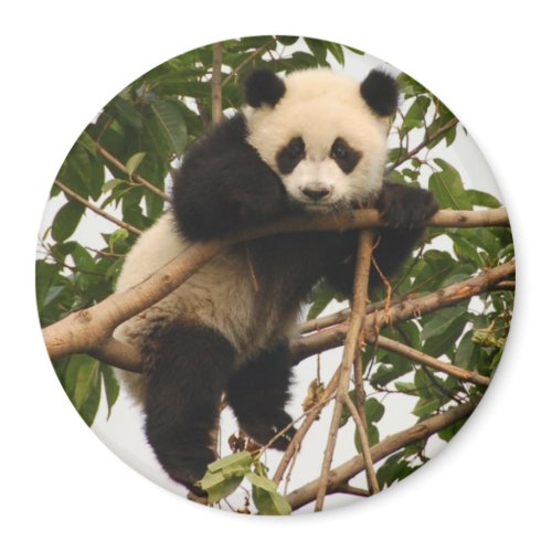 young giant panda magnet
