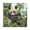 Young giant panda - magnet