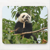 Young giant panda mousepad