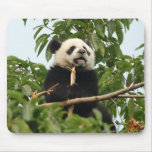 Young giant panda mousepad