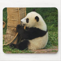 Young giant panda. mousepads